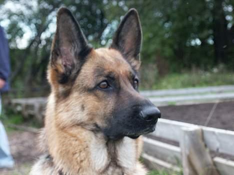 Schæferhund Sasha - sasha... ude på strk... hun har da hvis fået øje på noget8)  billede 11