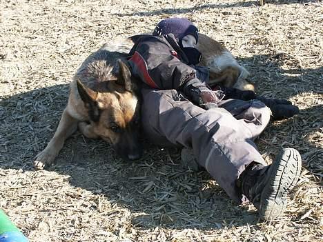 Schæferhund Sasha - min lillebror og sasha... de kedet sig hvis lidt.... men de er søde... <3 billede 12