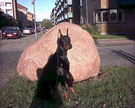 Dobermann Cobra billede 4