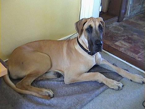 Grand danois Great Dane's Tinka - er jeg ikke dejlig :-) billede 1