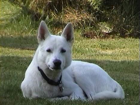 Blanding af racer Tyson billede 1