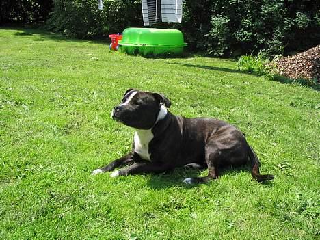 Staffordshire bull terrier roxystaff Milo billede 10