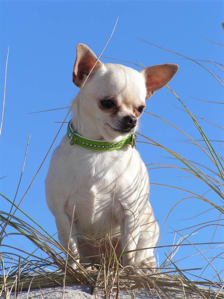 Chihuahua SHANTI - NYT. Shanti i "forårsolen", den 9/2-08 billede 1