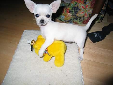 Chihuahua SHANTI - Sagde du noget til mig? billede 2