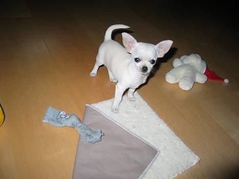 Chihuahua SHANTI - Rod? Mig? Det kender jeg ikke noget til... billede 3