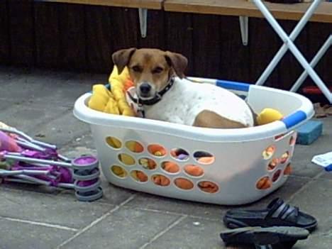 Blanding af racer bølle. billede 6