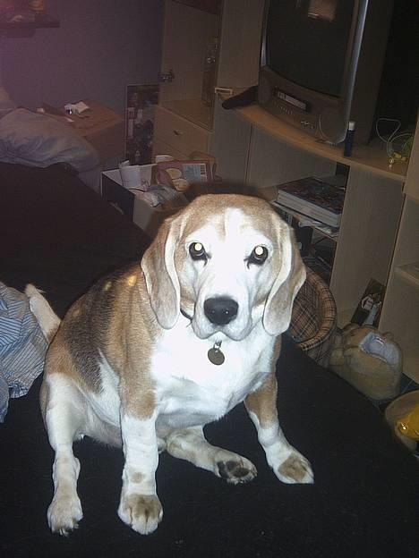 Beagle Albert (R.I.P) - Hej moar.. billede 1