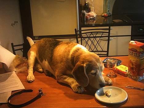 Beagle Albert (R.I.P) - Mmm.. Nu skal jeg til at spise... billede 2