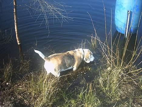 Beagle Albert (R.I.P) - Jeg bliver har hvor jeg kan bunde.. billede 3