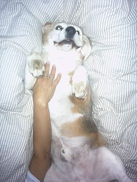 Beagle Albert (R.I.P) - Det er så dejligt at ligge og blive kløet lige når man vågner.. billede 4