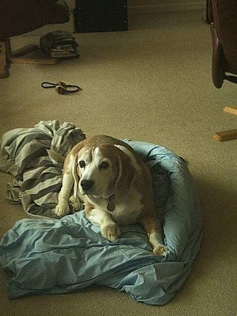 Beagle Albert (R.I.P) - Hey.. Vent lidt.. billede 5