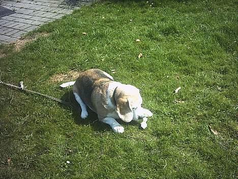 Beagle Albert (R.I.P) - Her har jeg lige fået et lille kødben så nu skal der guffes.. billede 6