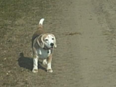 Beagle Albert (R.I.P) - Kom nu med, vi ska ned til søen og bade.. billede 7