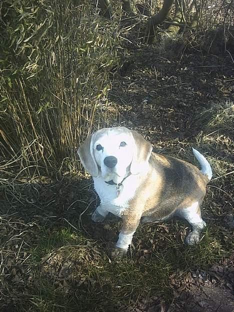 Beagle Albert (R.I.P) - Ser jeg sød nok ud nu?? billede 8
