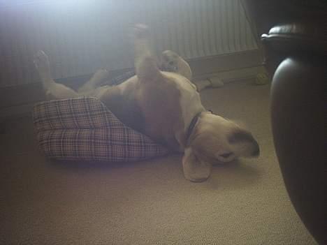 Beagle Albert (R.I.P) - Ahh min ryg klør.. billede 9