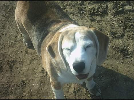 Beagle Albert (R.I.P) - Smil...! billede 10