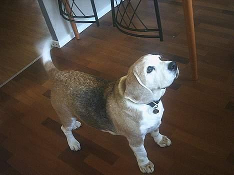 Beagle Albert (R.I.P) - Har i noget til mig..? billede 11