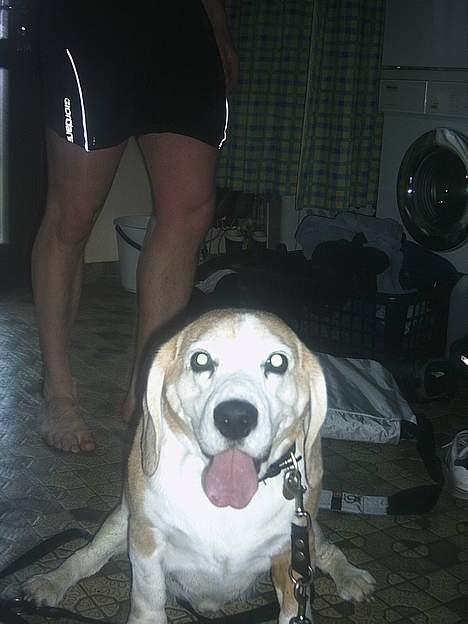 Beagle Albert (R.I.P) - Puhh det ar hårdt at være ude og løbe.. billede 12