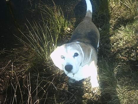 Beagle Albert (R.I.P) - Haiii... billede 13