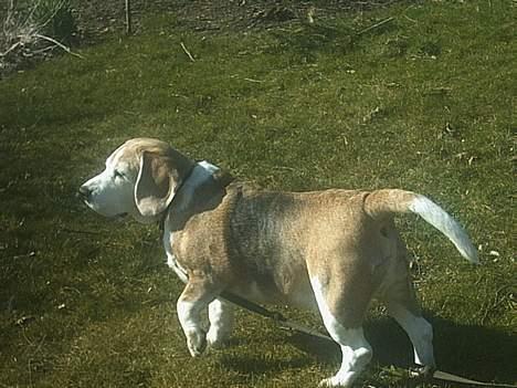 Beagle Albert (R.I.P) - Kommer der nogle?? billede 14