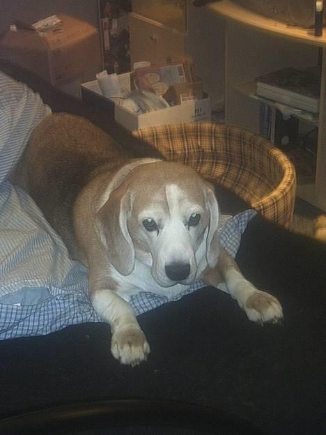 Beagle Albert (R.I.P) - Er jeg ikk bar cute..? billede 15
