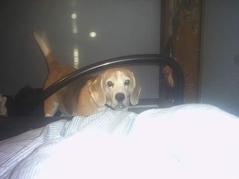 Beagle Albert (R.I.P) - Må jeg godt hoppe op til dig..? billede 16