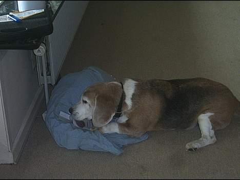 Beagle Albert (R.I.P) - Fandt lige en pakke pålæg.. Den er go.. billede 17