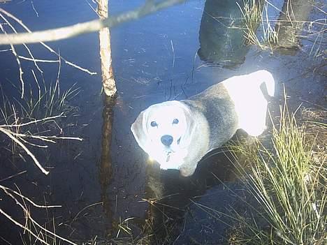 Beagle Albert (R.I.P) - Kommer du ikk med ud og bader med mig?? billede 18
