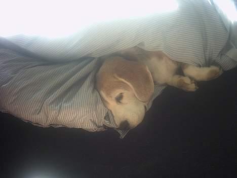 Beagle Albert (R.I.P) - Snork... Ligger altså lige og sover.. billede 19