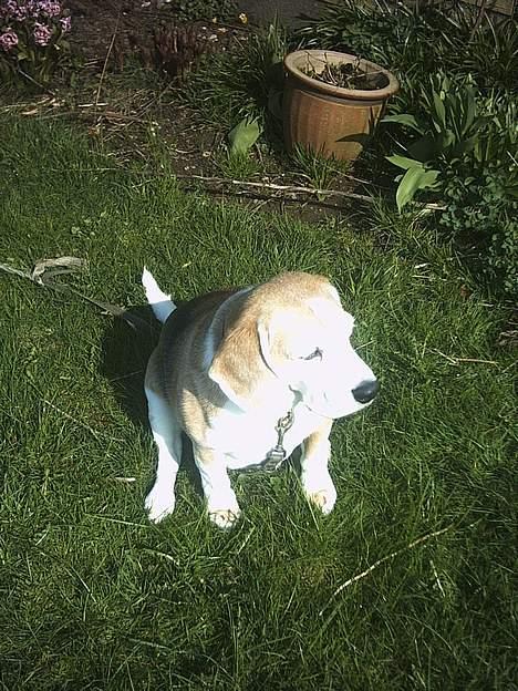 Beagle Albert (R.I.P) - Det er dejligt at sidde her i varmen.. billede 20