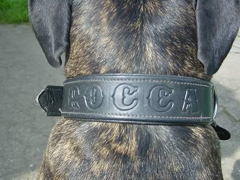 Cane corso Rocca (Connie Fee Fee) Far vel min smukke ven, du  - her er så mit fine halsbånd som far har lavet billede 13