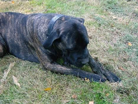 Cane corso Rocca (Connie Fee Fee) Far vel min smukke ven, du  - hunde tandstikker er lidt kraftigere end de almindelige billede 14