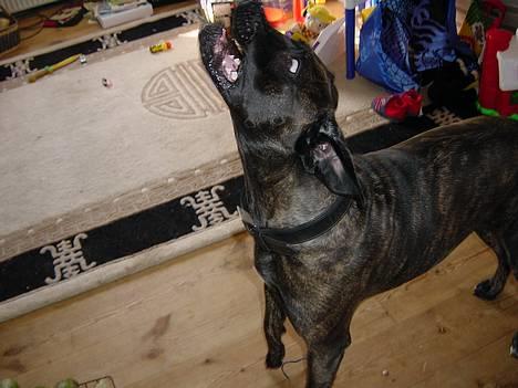 Cane corso Rocca (Connie Fee Fee) Far vel min smukke ven, du  -  HAPS !!!   det var den godbid. billede 15
