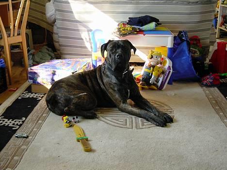 Cane corso Rocca (Connie Fee Fee) Far vel min smukke ven, du  - det er den eneste solstråle i hele stuen og så står viktors legebord i vejen..... SUK ! billede 16