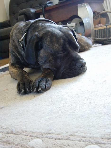 Cane corso Rocca (Connie Fee Fee) Far vel min smukke ven, du  - det var rart, og fjern så det kamera................. ZZzzz !!!!!! billede 17