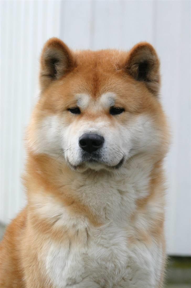 Akita inu Choco - en smuuk herre på sin 3 års fødselsdag d. 26/3 - 08 billede 1