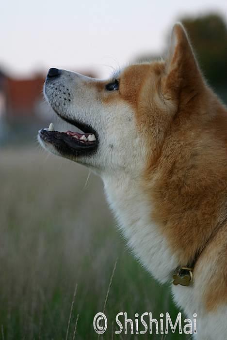 Akita inu Choco - * NYT -  billede 2