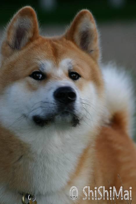 Akita inu Choco - * NYT -  billede 3