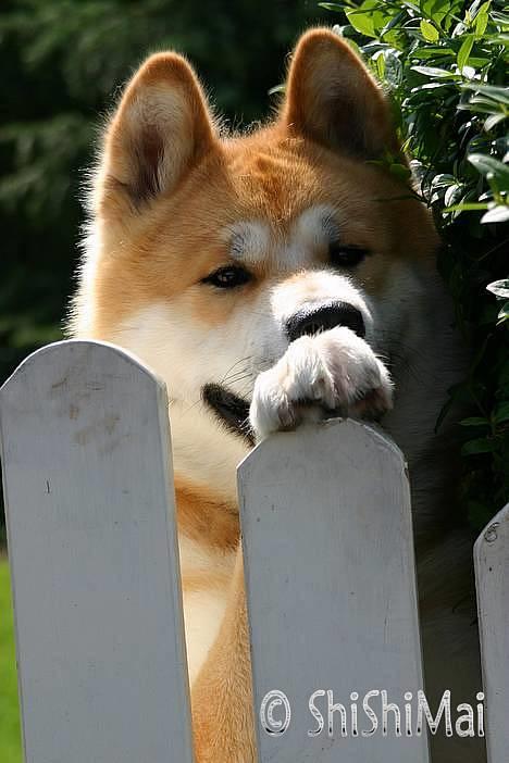 Akita inu Choco - hvad laver i ?! billede 4