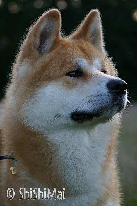 Akita inu Choco - * NYT -  billede 5