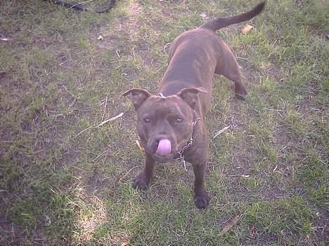 Staffordshire bull terrier Dina billede 10