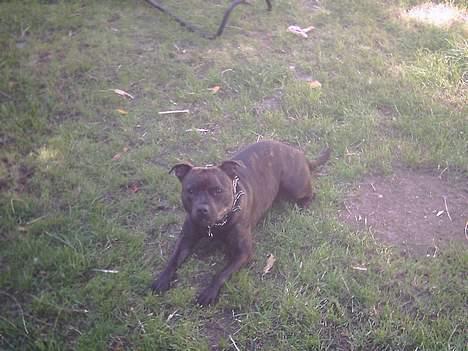 Staffordshire bull terrier Dina - Ka´ du dæk dina? - jah da, giv nu mig den hunde kiks (; billede 11