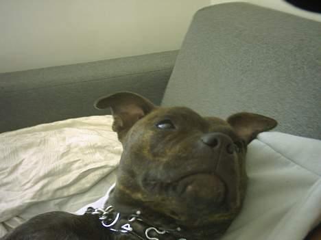 Staffordshire bull terrier Dina - hehe, Dina slapper helt af! ;D billede 12