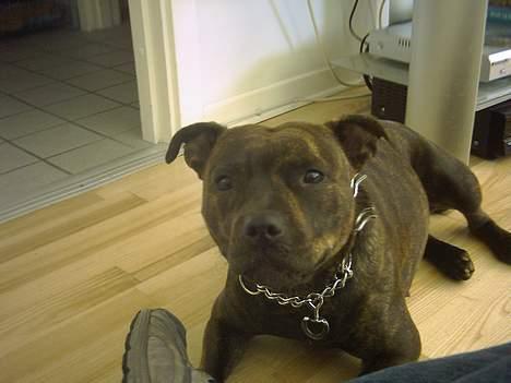 Staffordshire bull terrier Dina - Ska´ vi gå tur? billede 14