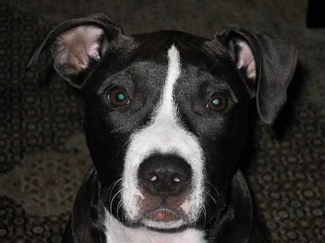 Amerikansk staffordshire terrier Gucci billede 12