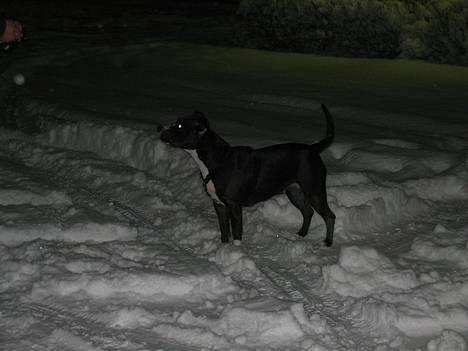 Amerikansk staffordshire terrier Gucci billede 13