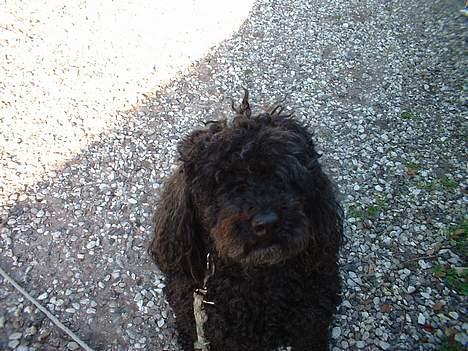 Mellempuddel Trold billede 1