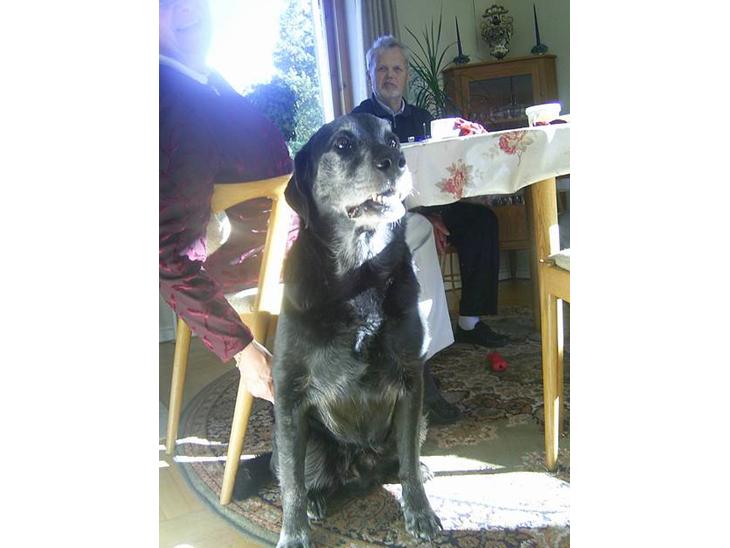 {{currentPhoto.altText}} billede {{currentPhoto.number}}