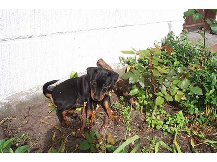 {{currentPhoto.altText}} billede {{currentPhoto.number}}