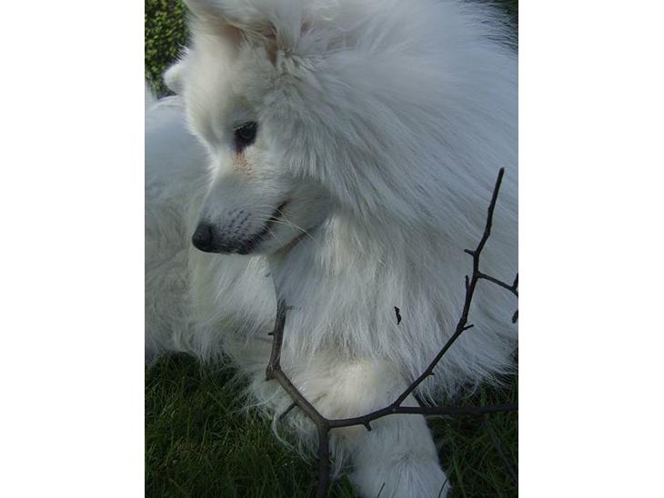 {{currentPhoto.altText}} billede {{currentPhoto.number}}